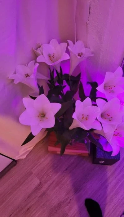 Erotik Massage Stripterasse Bei Oase
